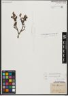 Foto von Salix waldsteiniana Willd.